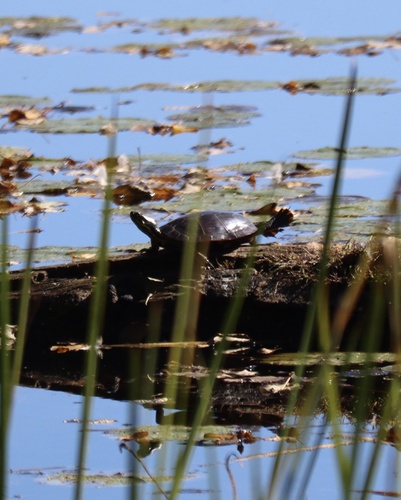 Painted Turtle