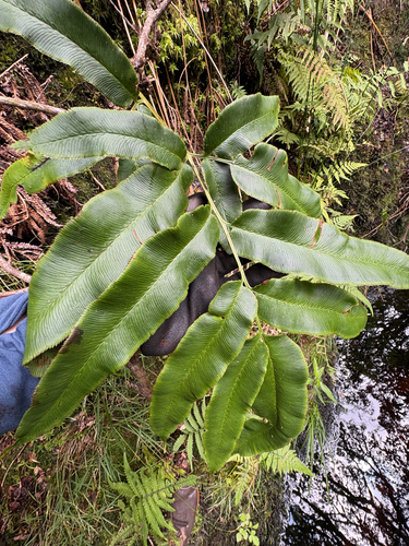 Coniogramme pilosa observed 2026-10-01