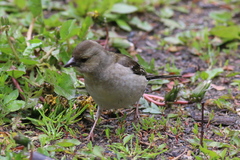 Fringilla coelebs