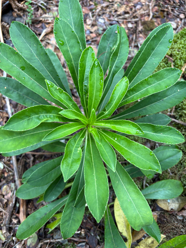 Trematolobelia macrostachys observed 2026-10-01
