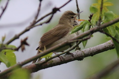 Acrocephalus dumetorum