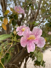 Tabebuia heterophylla