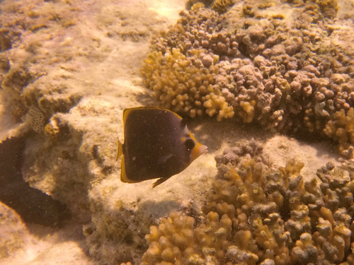 Chaetodon flavirostris