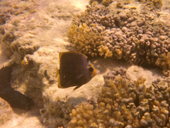 Chaetodon flavirostris