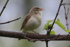 Acrocephalus dumetorum