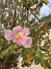 Tabebuia heterophylla