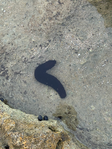 Holothuria difficilis observed 2026-10-02