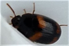 Platydema aries