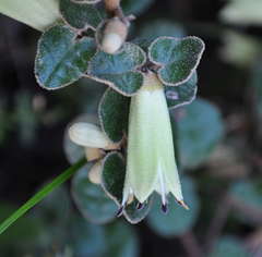 Correa reflexa reflexa