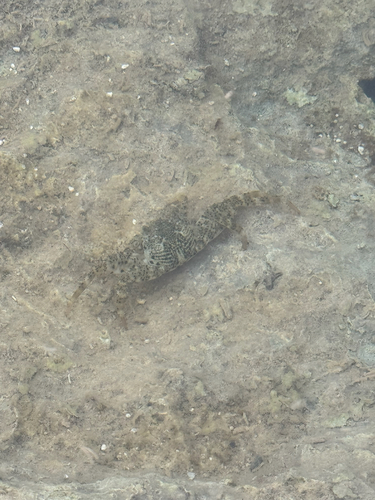 Grapsus longitarsis observed 2026-10-02