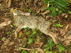 Sylvilagus brasiliensis