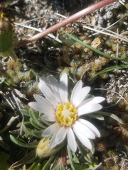 Townsendia hookeri