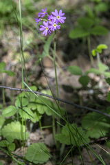 Primula cortusoides