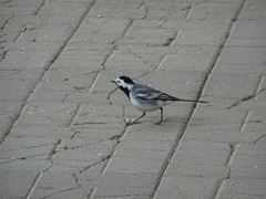 Motacilla alba