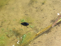 Hydrophilus aterrimus