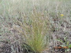Festuca pseudovina