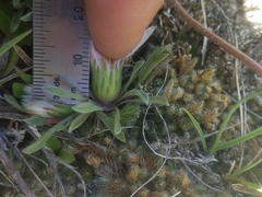 Townsendia hookeri