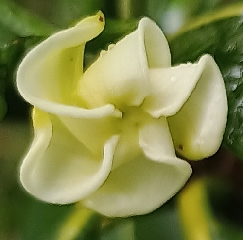 Ochrosia haleakalae observed 2026-10-02