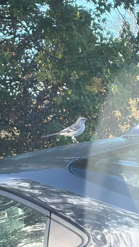 Northern Mockingbird