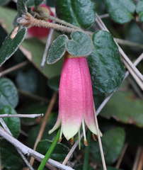 Correa reflexa reflexa