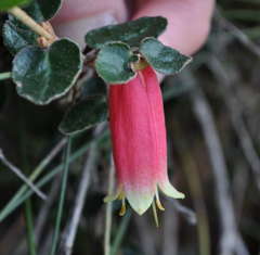 Correa reflexa reflexa