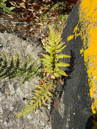 Pityrogramma calomelanos observed 2026-10-03