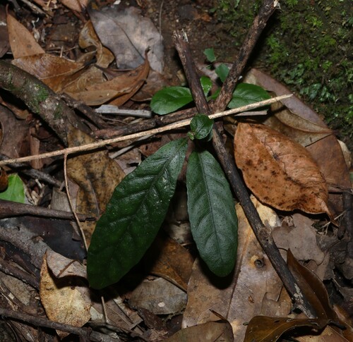 Brunoniella spiciflora, 2026-10-01