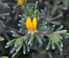 Pultenaea canaliculata