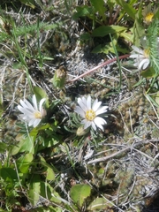 Townsendia hookeri