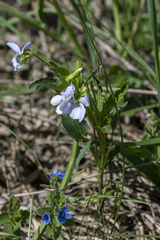 Viola stagnina