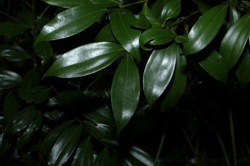 Cryptocarya laevigata observed 2026-10-01