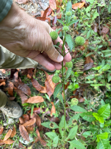 Hyptis capitata observed 2026-10-03