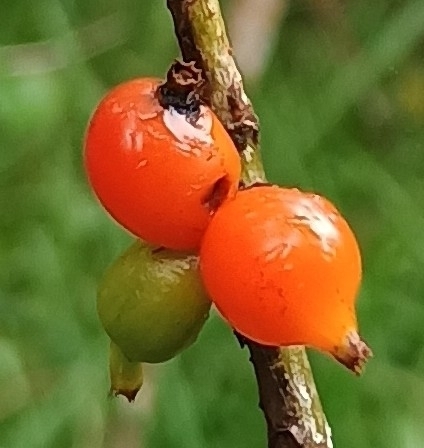 Coprosma rhynchocarpa observed 2026-10-02