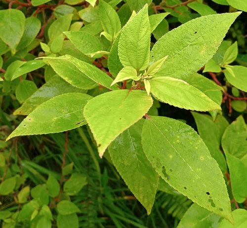 Pipturus albidus, 2026-10-02