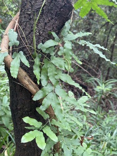 Lygodium flexuosum observed 2026-09-07