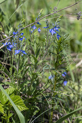 Veronica krylovii