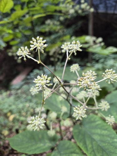 Aralia cordata observed 2026-10-03