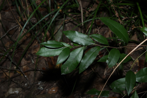 Diospyros pentamera observed 2026-10-01