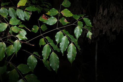 Archidendron observed 2026-10-01