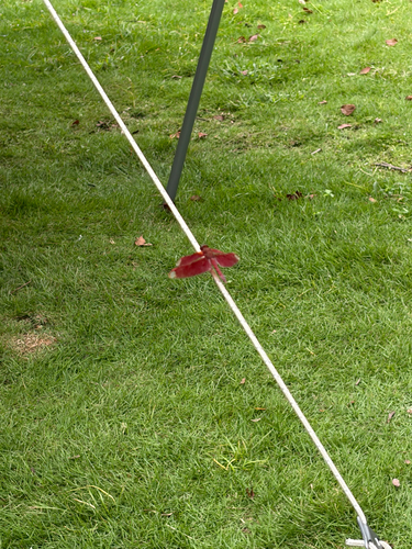 Russet Percher