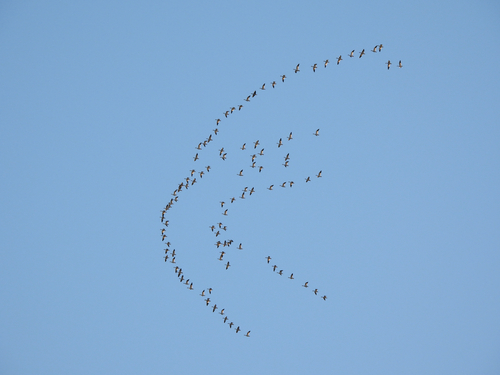 Snow Goose