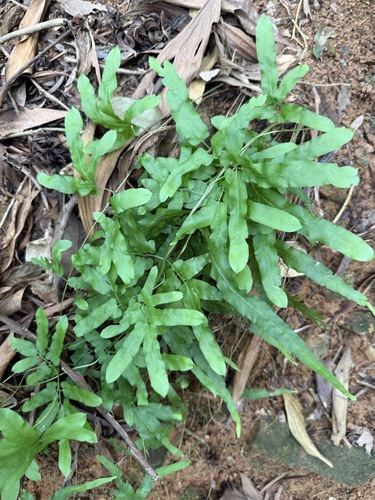 Lygodium flexuosum observed 2026-09-07