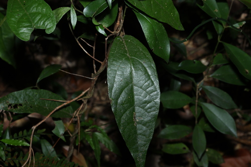 Aristolochia praevenosa, 2026-10-01