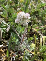 Antennaria dioica