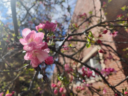 Malus halliana, photograph 4