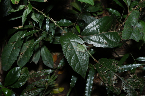 Aristolochia praevenosa, 2026-10-01
