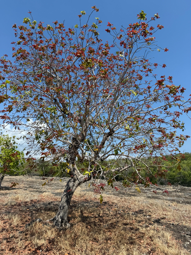 Schleichera oleosa observed 2026-10-02