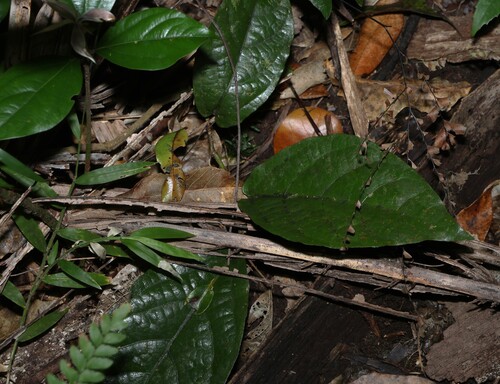Aristolochia praevenosa, 2026-10-01