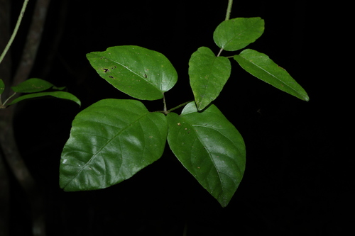 Cephalaralia cephalobotrys observed 2026-10-01