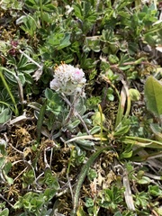 Antennaria dioica